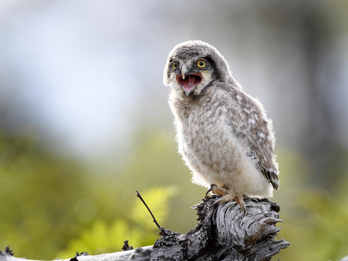 Juvenile Northern Hawk Owl