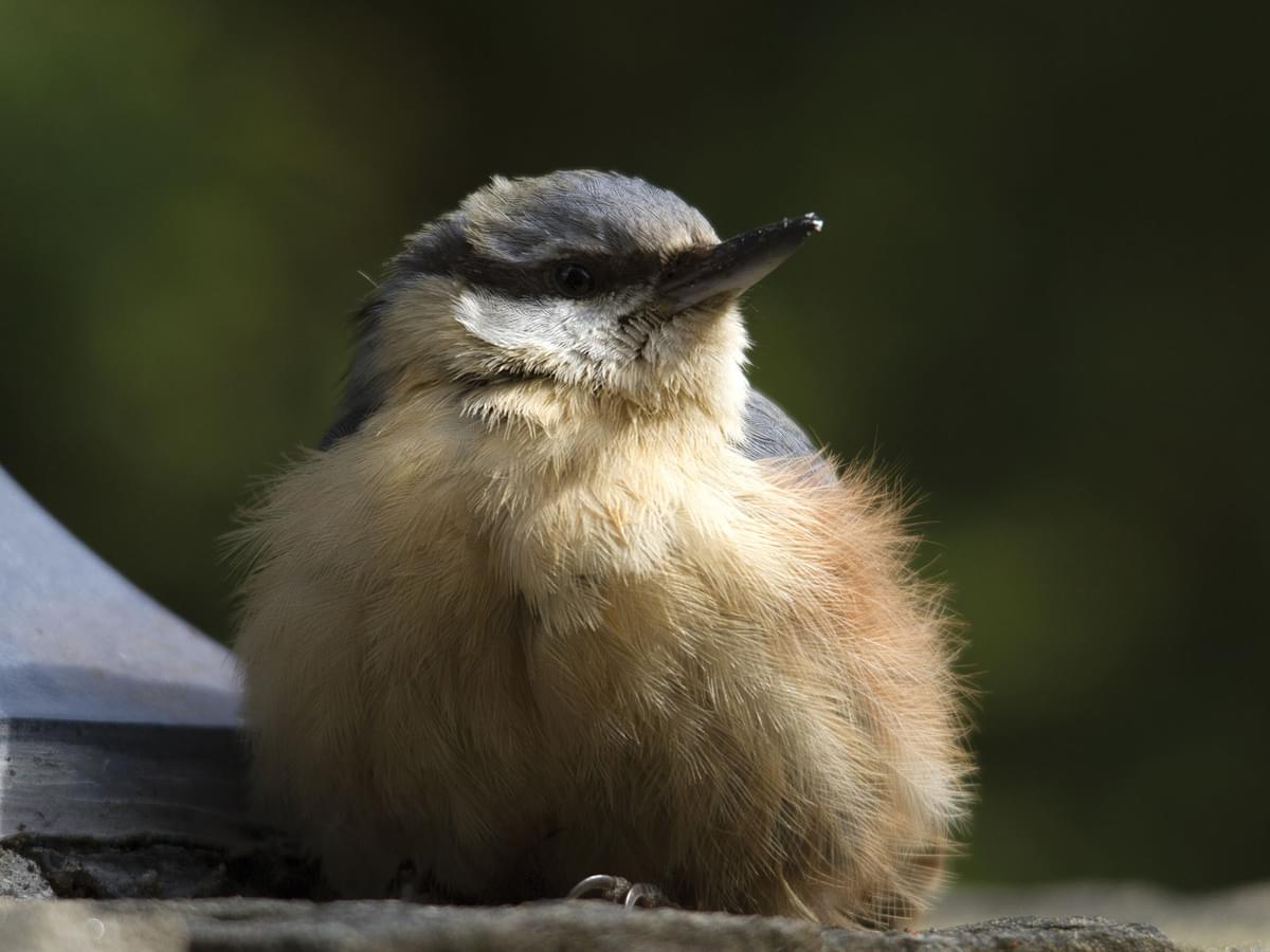 Recently fledged young Nuthatch chick