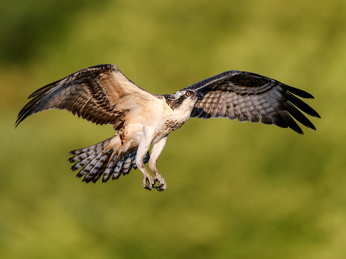 Juvenile Ospreys (Identification Guide with Pictures)