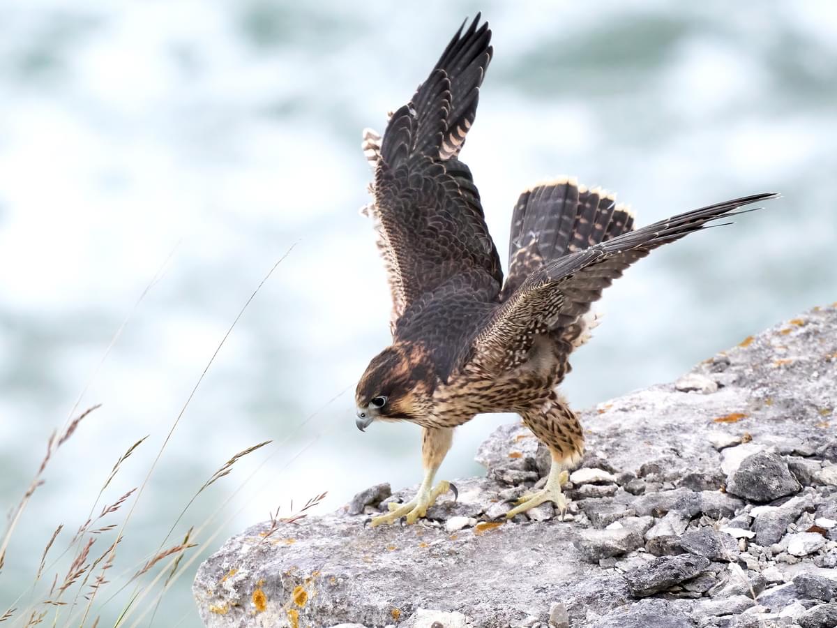 Juvenile Peregrine Falcon landing on a rocky coastline
