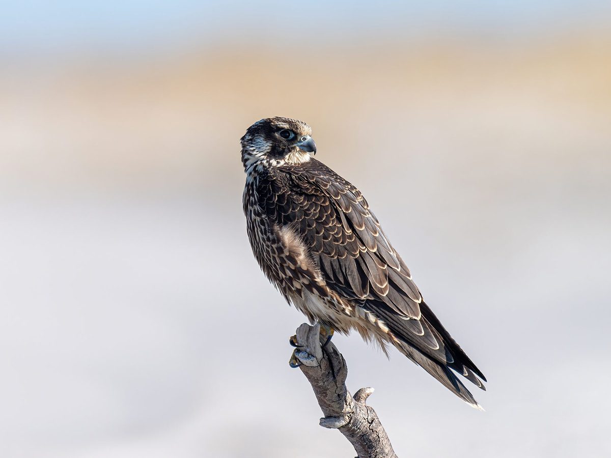 Peregrine Falcon Nesting: A Complete Guide | Birdfact