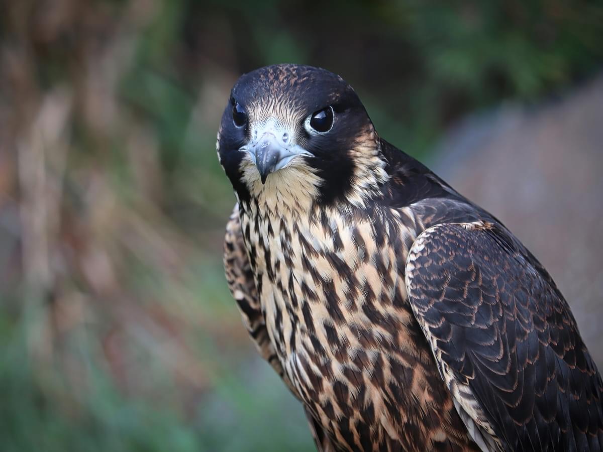 Juvenile Peregrine Falcons (Identification Guide with Pictures)
