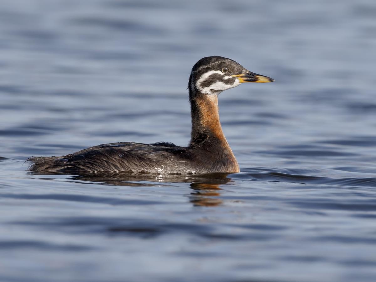 Juvenile Red-necked Grebe
