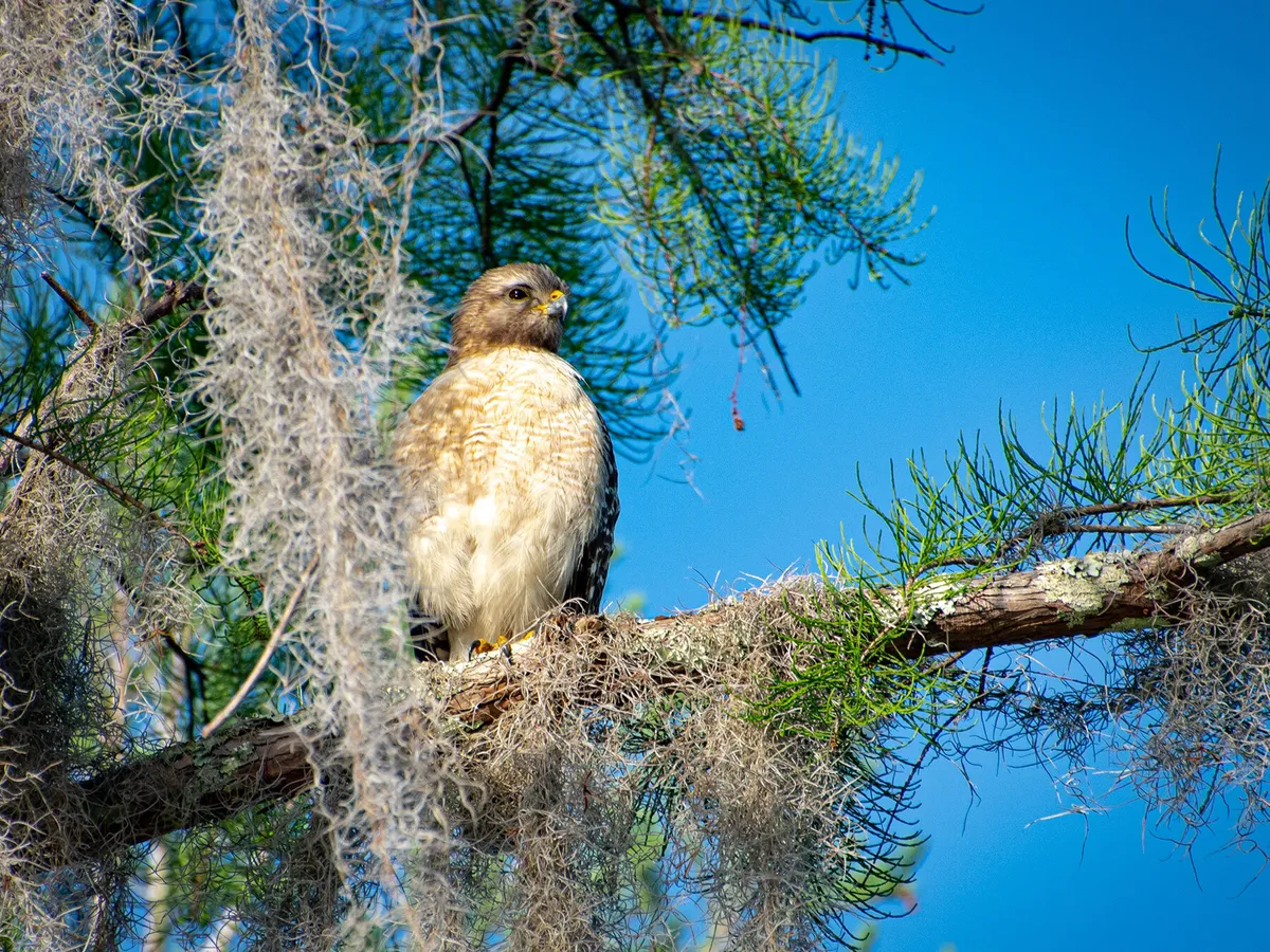 Juvenile Red-Shouldered Hawks (Identification Guide with Pictures)