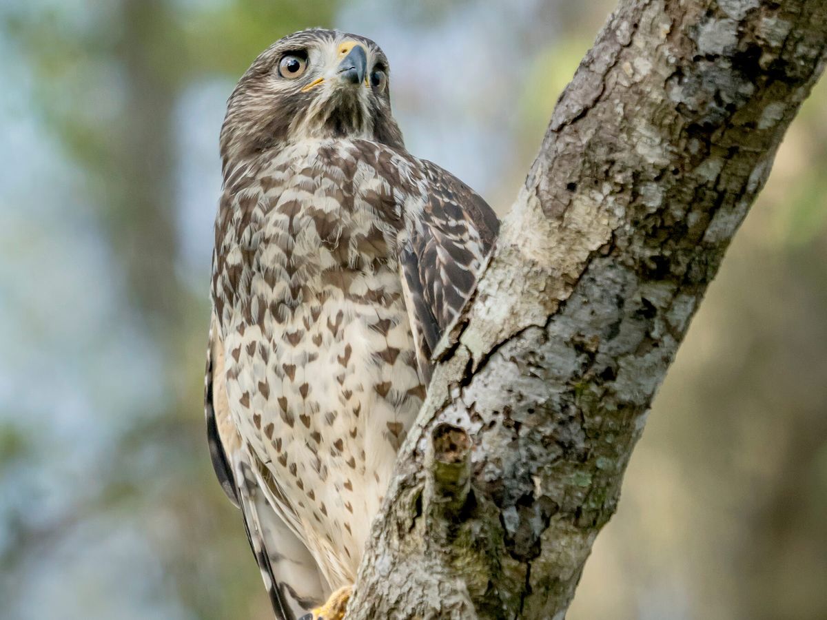 Shouldered Juvenile Red-Shouldered Hawks (Identification Guide with… | Birdfact
