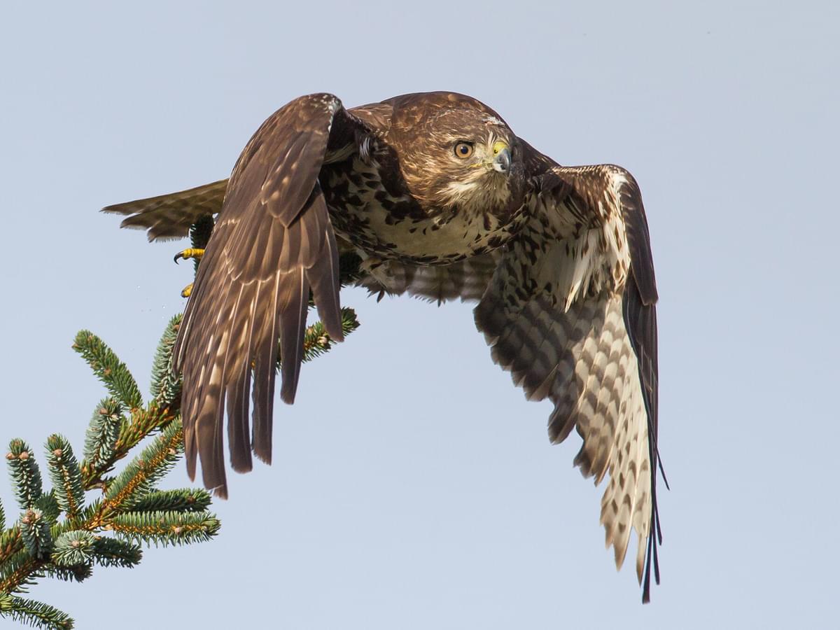 Juvenile Red-tailed Hawks (Identification Guide with Pictures)