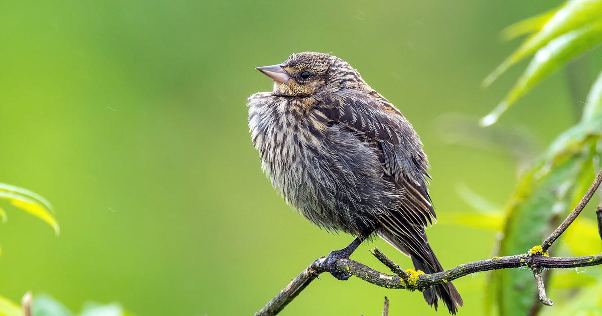 Do You Recognize Female Red-winged Blackbirds When You See Them? –  Feathered Photography 