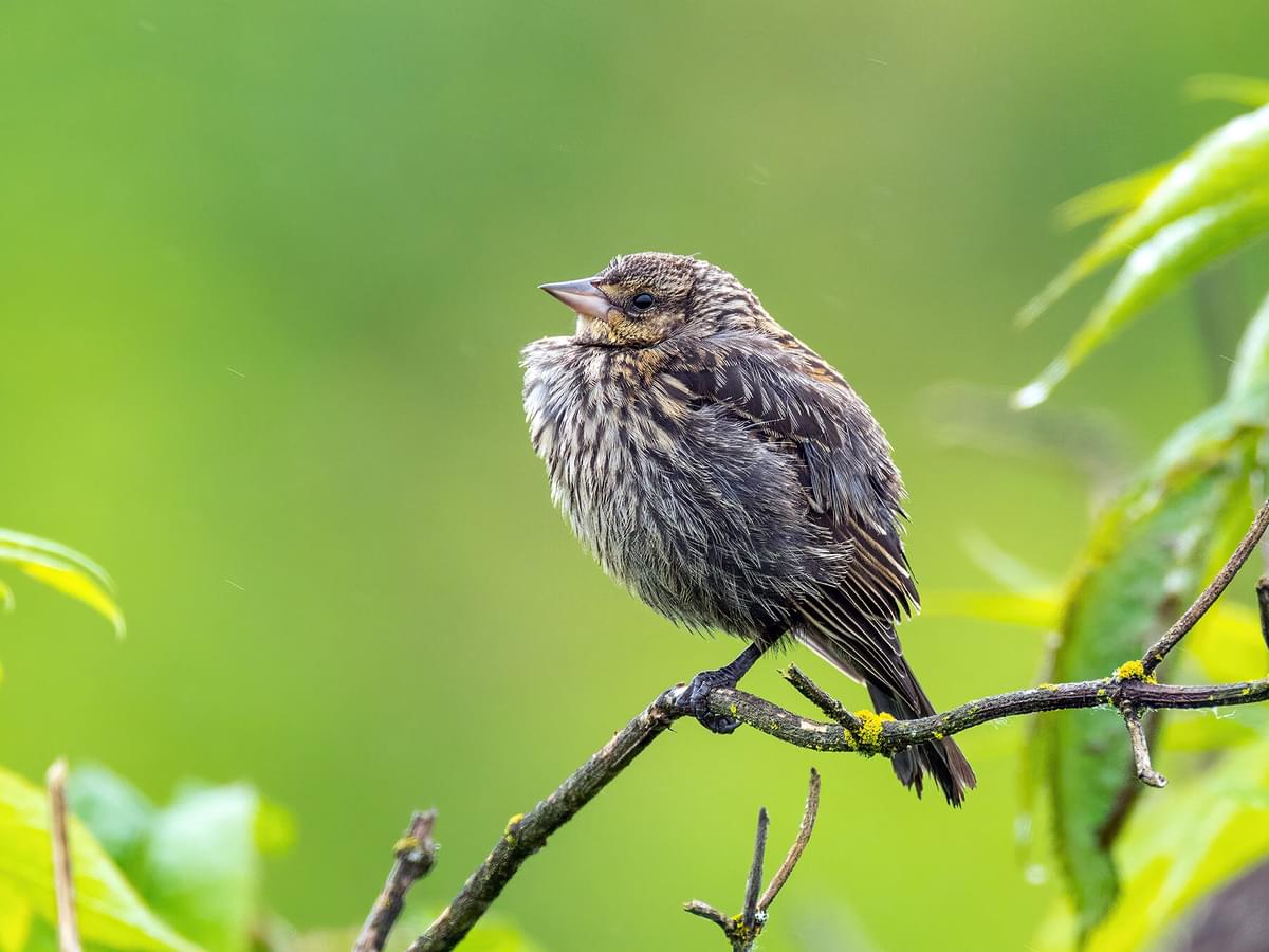 Juvenile Red-winged Blackbirds (Identification Guide with Pictures)