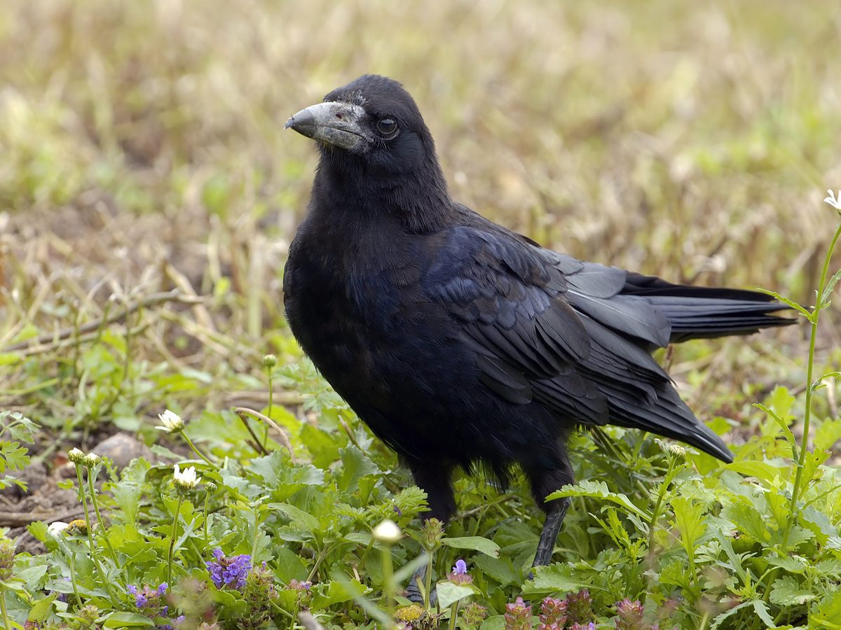 Rook Bird Facts (Corvus frugilegus) | Birdfact