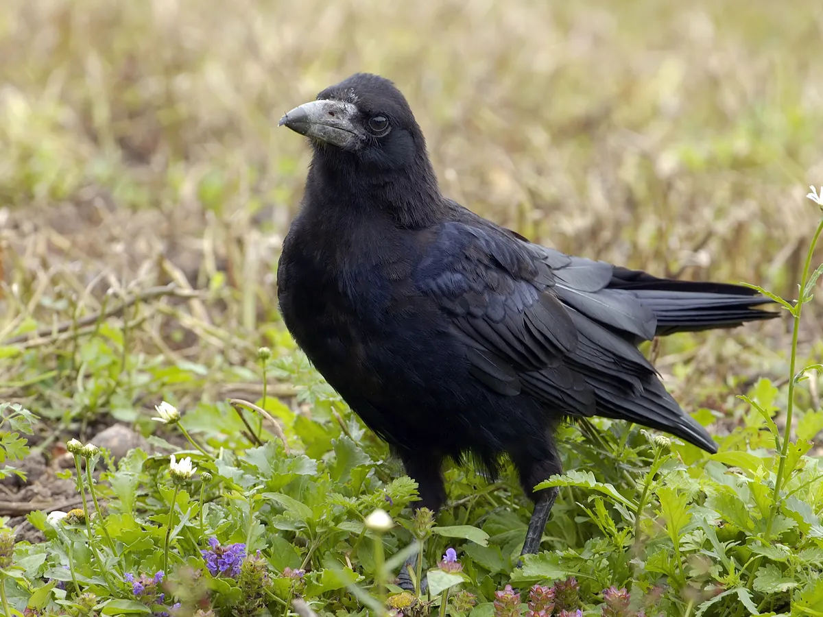 Rook Bird Facts (Corvus frugilegus) | Birdfact