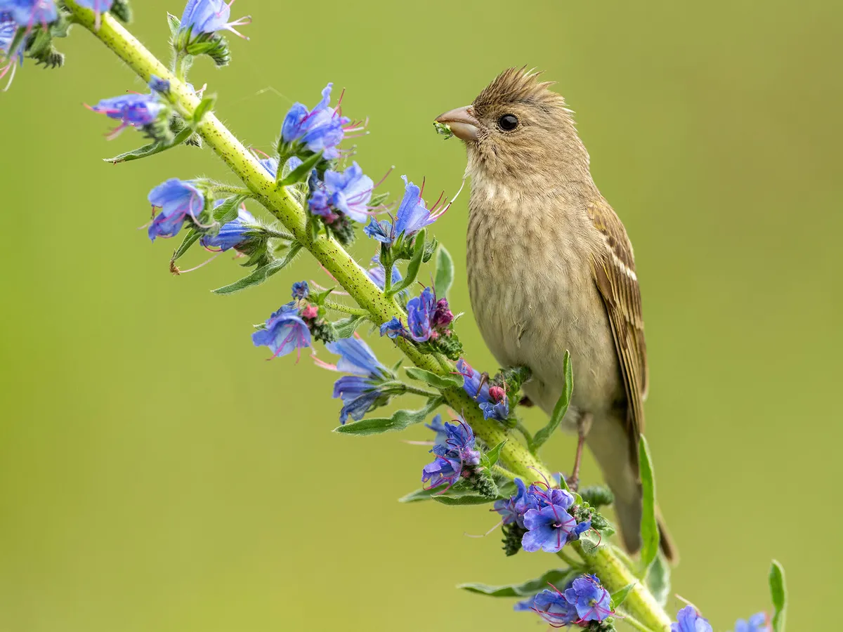 Juvenile rosefinch