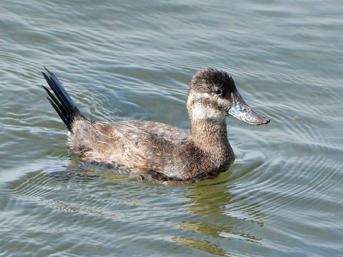 Juvenile Ruddy Duck