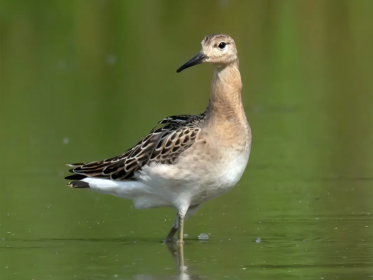 Ruff Bird Facts (Philomachus pugnax) | Birdfact