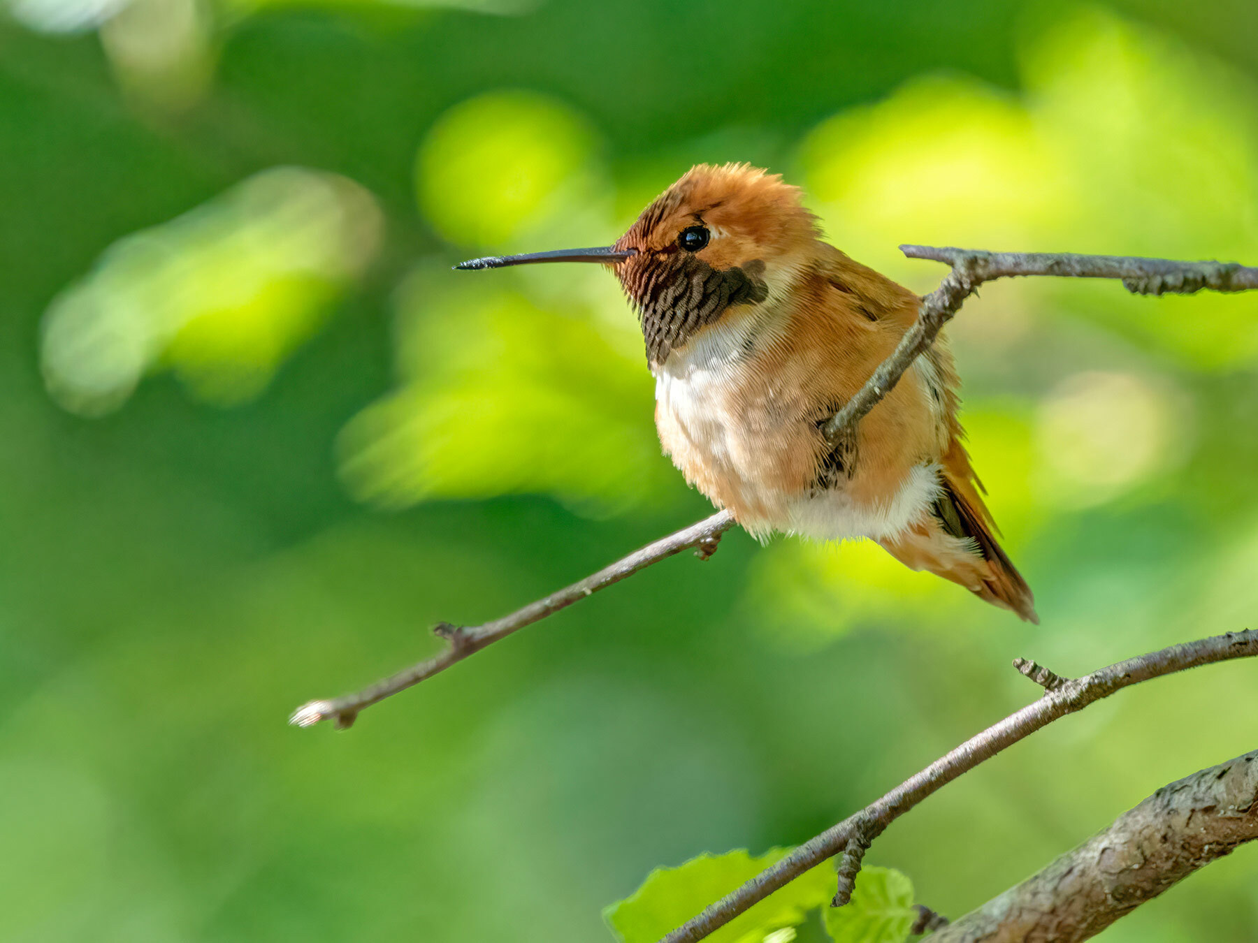 Types of Hummingbirds in New Jersey Guide) Birdfact