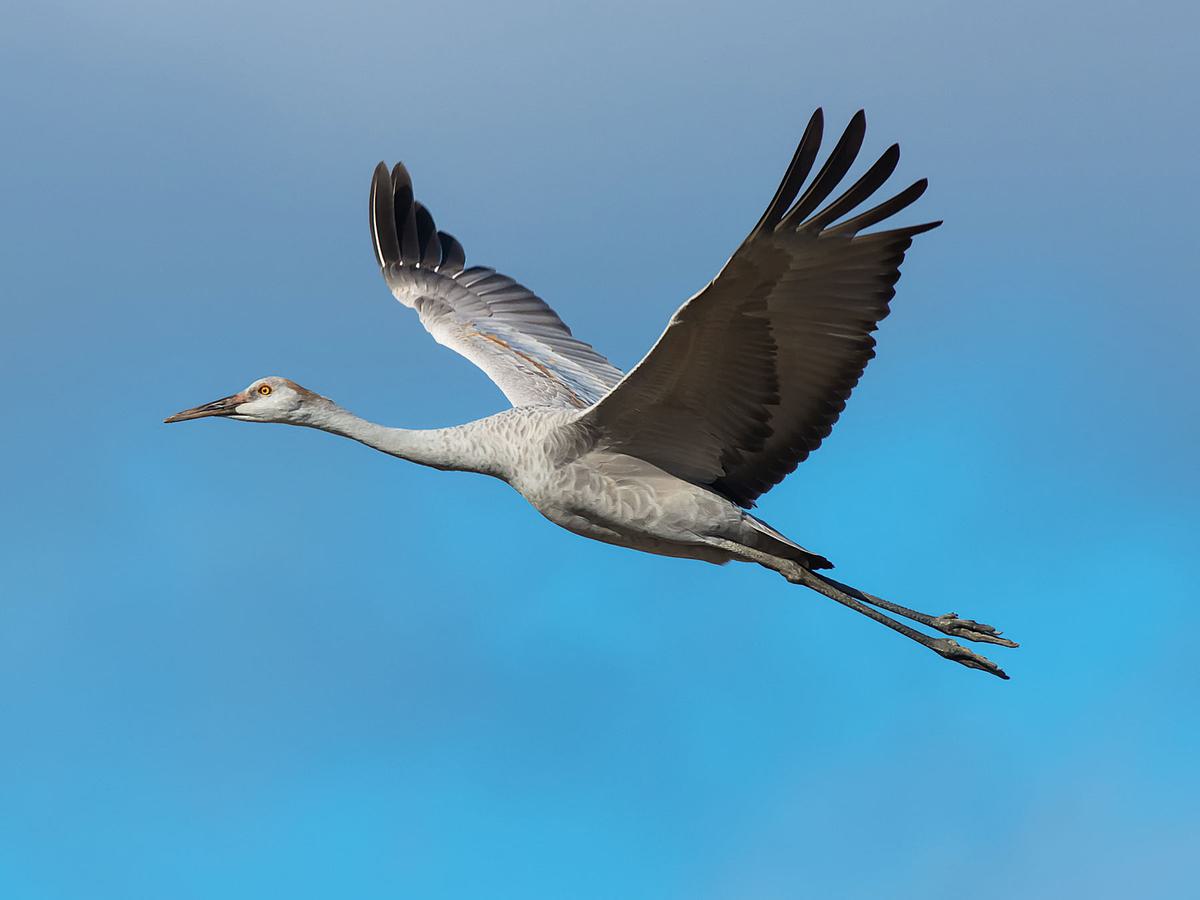 Close up of a juvenile Sandhill Crane in flight