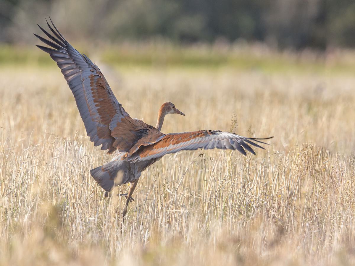 Juvenile Sandhill crane about to take off