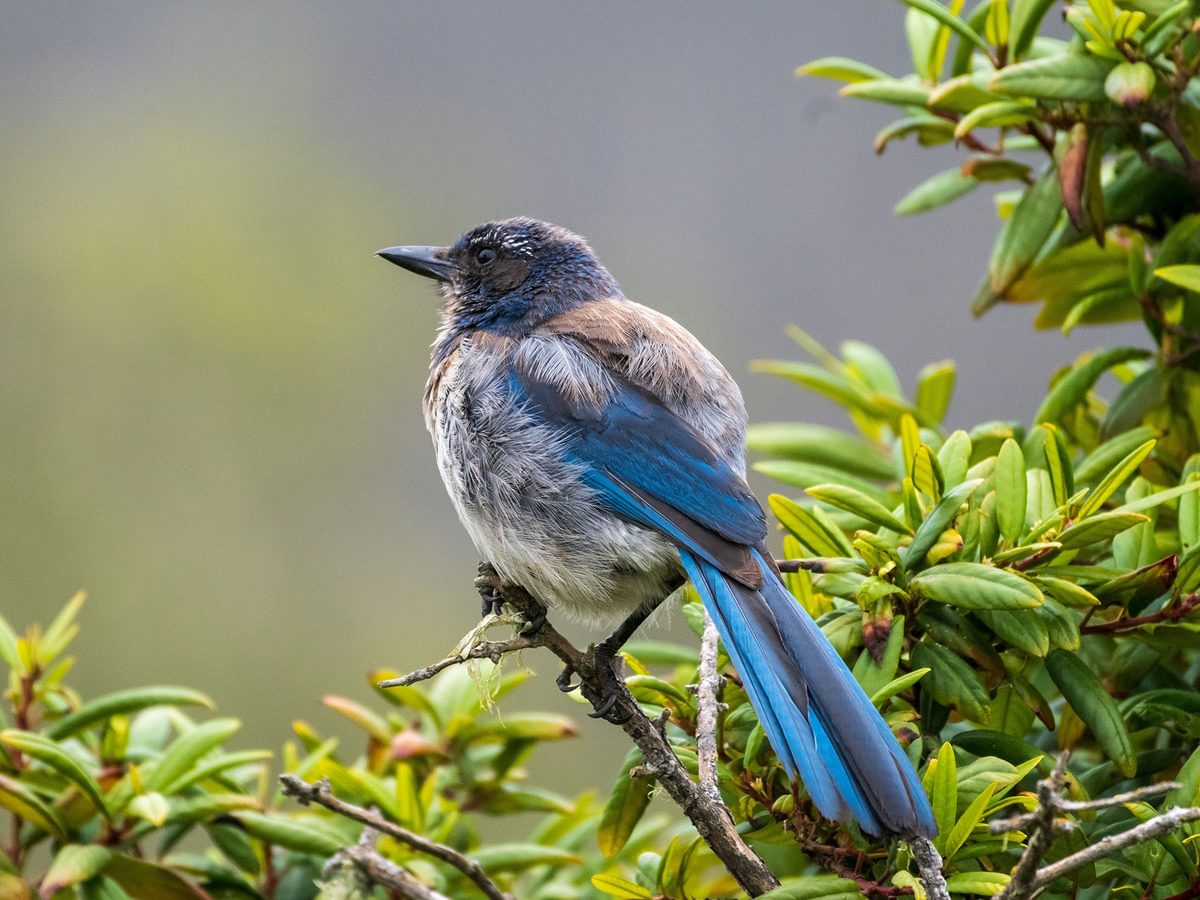 Scrub Jay Nesting (Behavior Eggs   FAQs) Birdfact Scrub Jay Nesting (Behavior Eggs   FAQs) Birdfact
