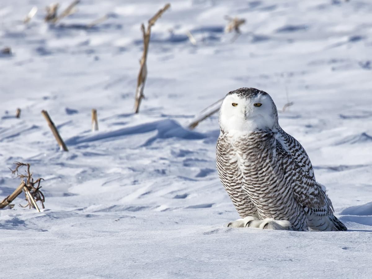 Juvenile Snowy Owl