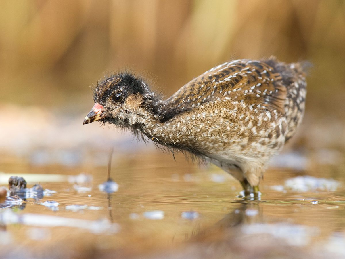 Spotted Crake Bird Facts (Porzana porzana) | Birdfact