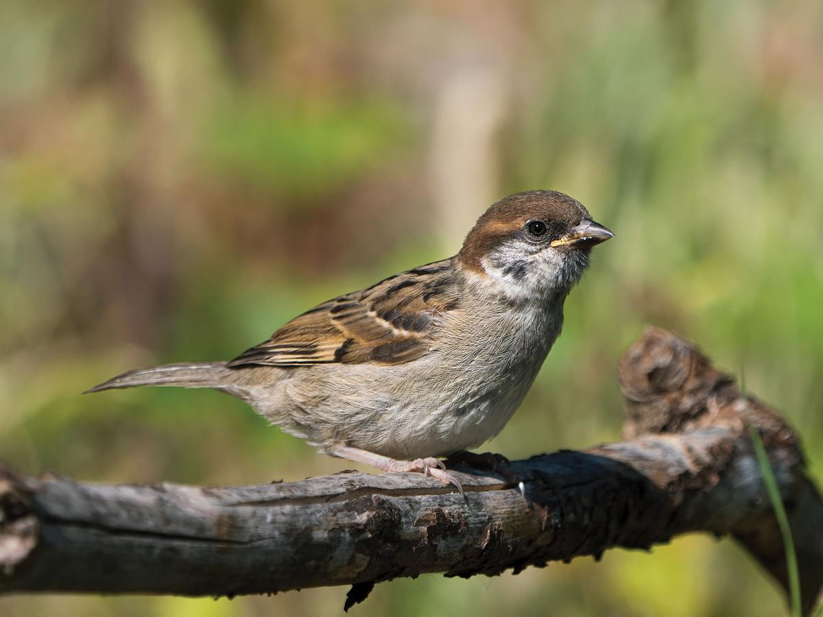 Juvenile Tree Sparrow