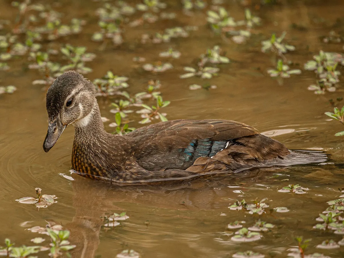 Juvenile Wood Ducks (Identification with Pictures)