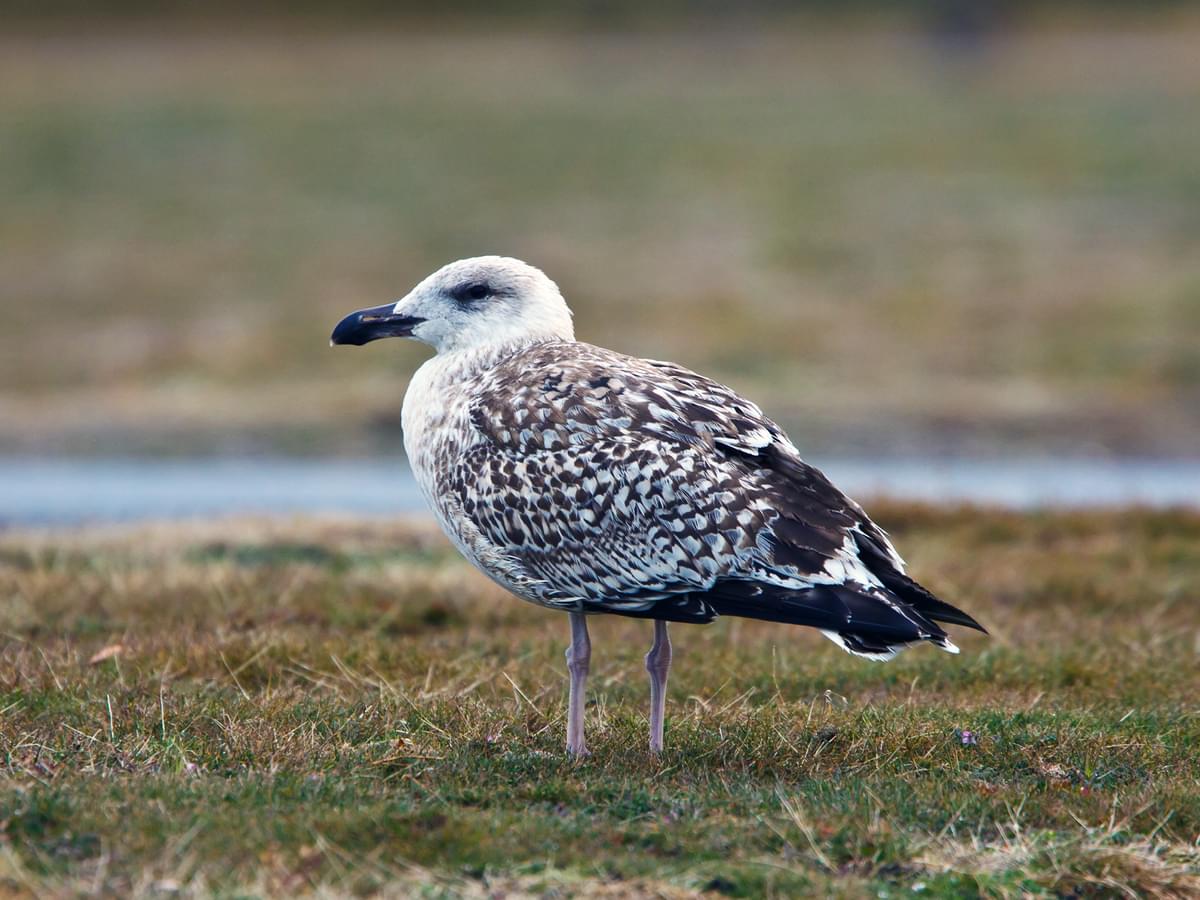 Juvenile Adult Great Black-backed Gull