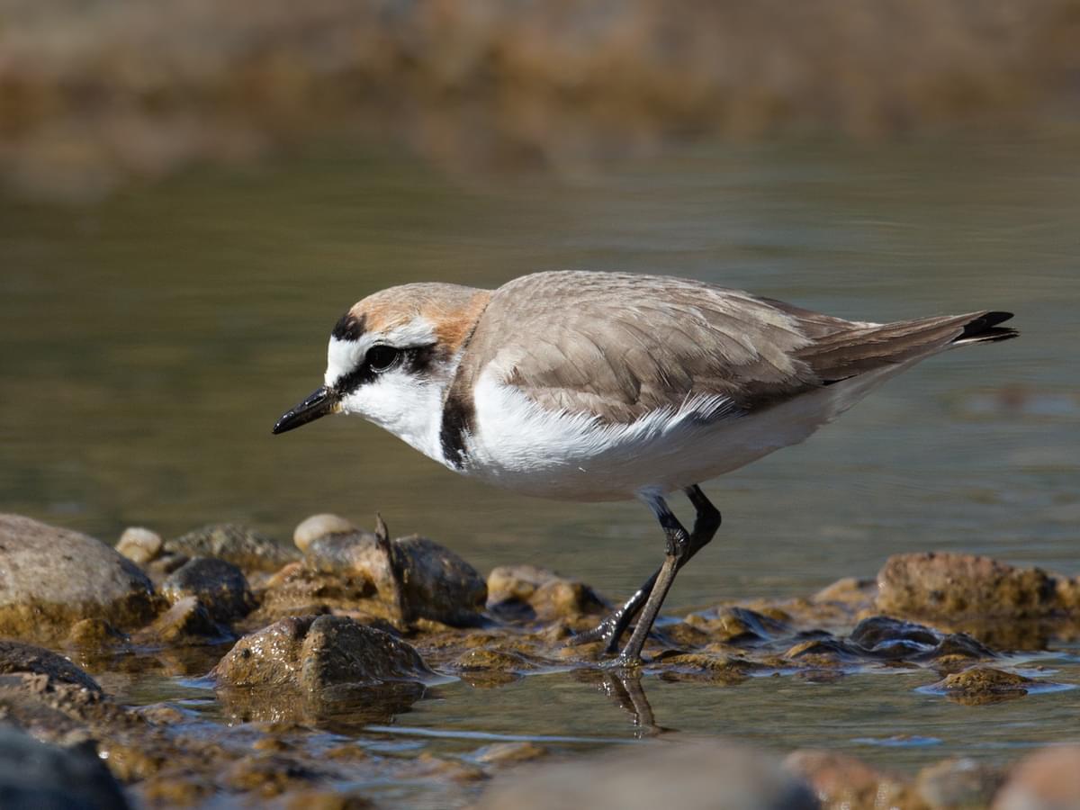 Kentish Plover standing in shallow water amongst pebbles