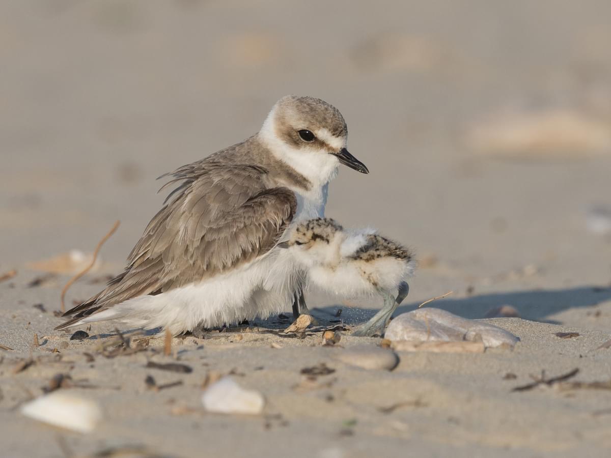Female Kentish Plover with her chick
