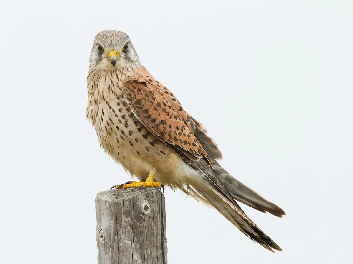 Kestrel Bird Facts (Falco tinnunculus) | Birdfact