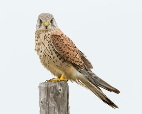 Kestrel