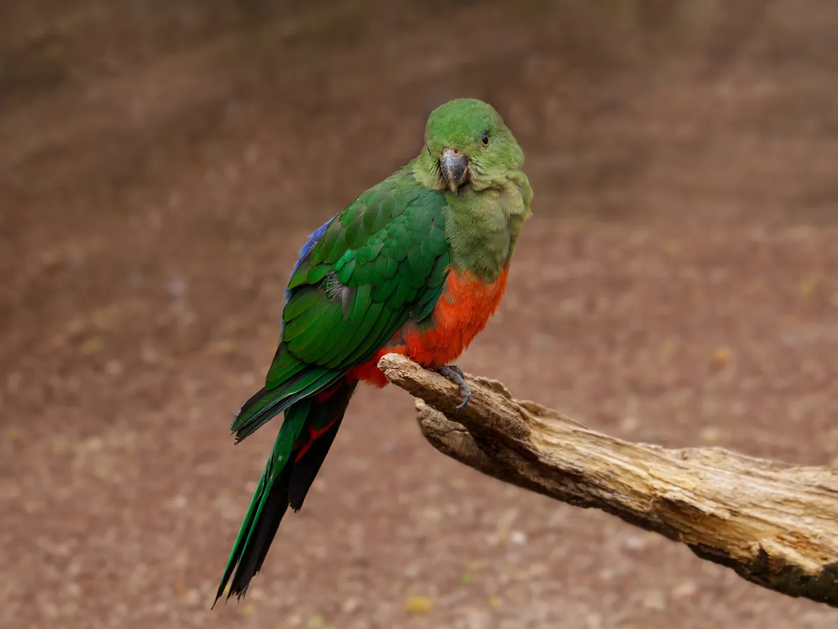 Female King Parrots (Male vs Female Identification Guide) | Birdfact