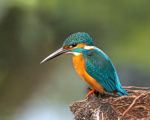 Common Kingfisher