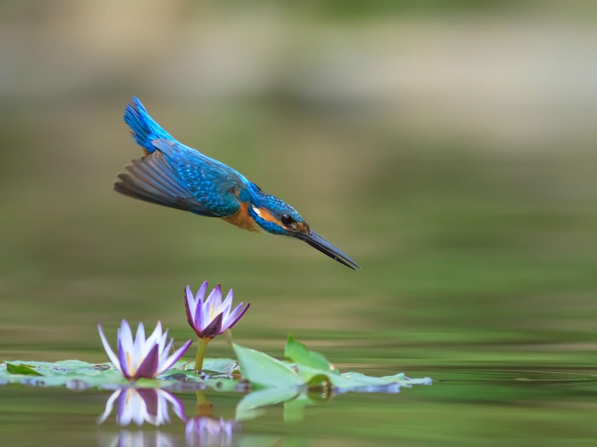 Kingfisher diving into the water to hunt fish