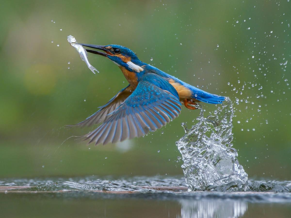 Kingfisher after a successful hunt for fish