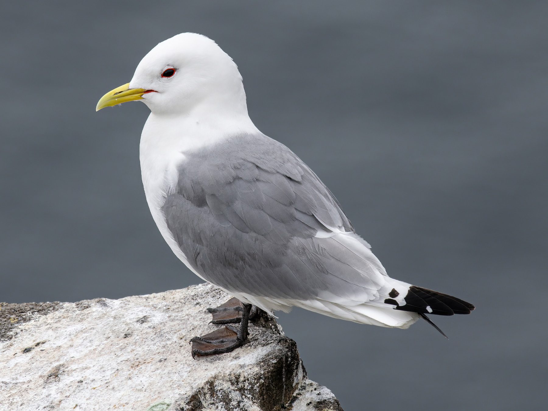 Kittiwake