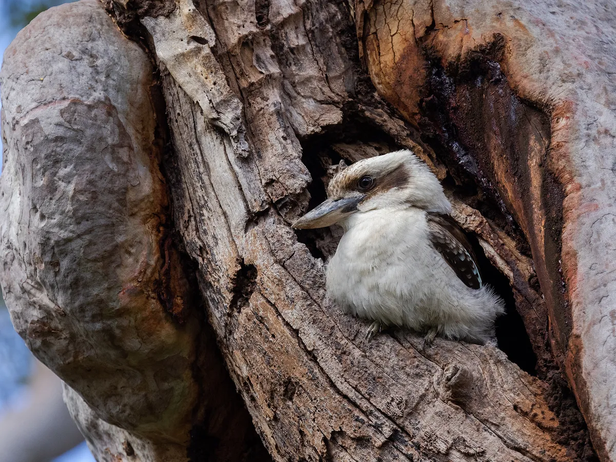 Kookaburra Nesting: A Complete Guide