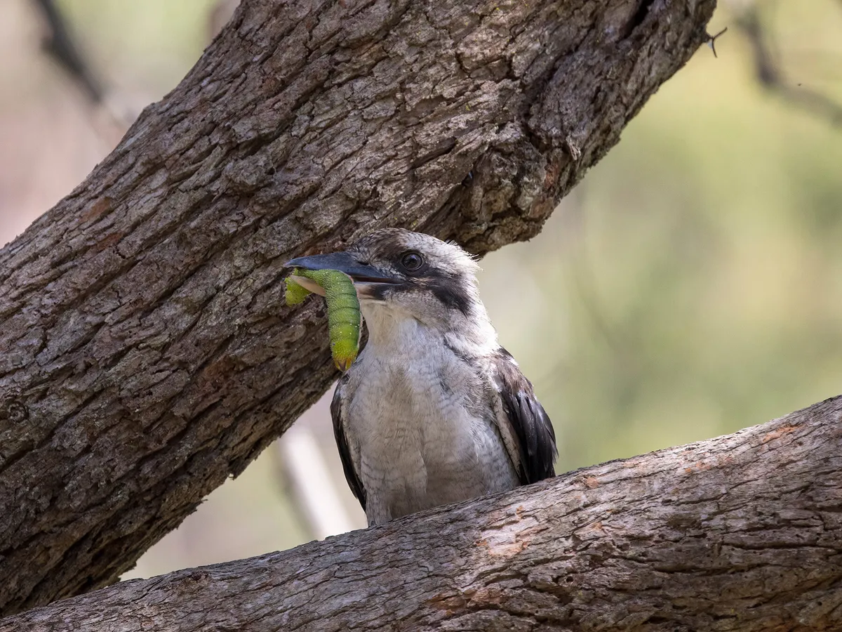What Do Kookaburras Eat? Guide) Birdfact What Do Kookaburras Eat? Guide) Birdfact