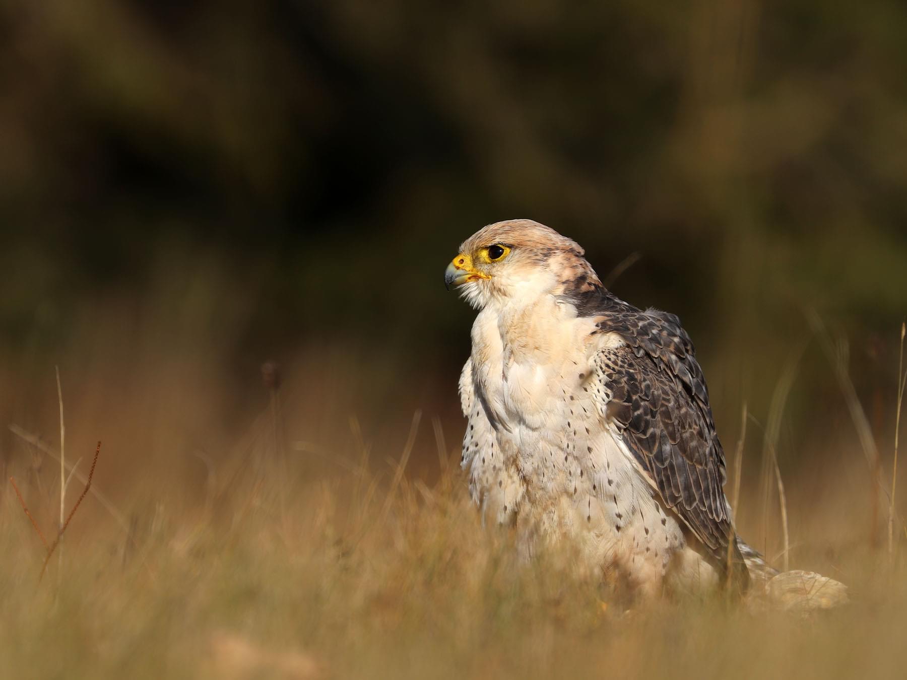 Lanner Falcon Bird Facts (Falco biarmicus) | Birdfact