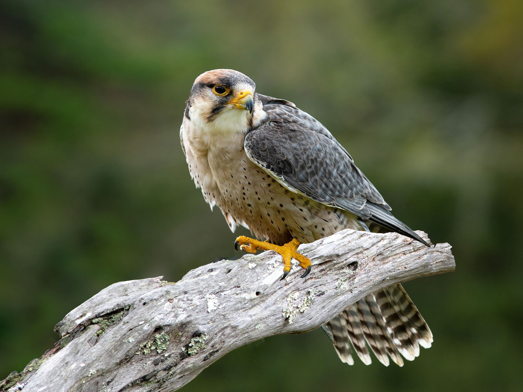 Lanner Falcon