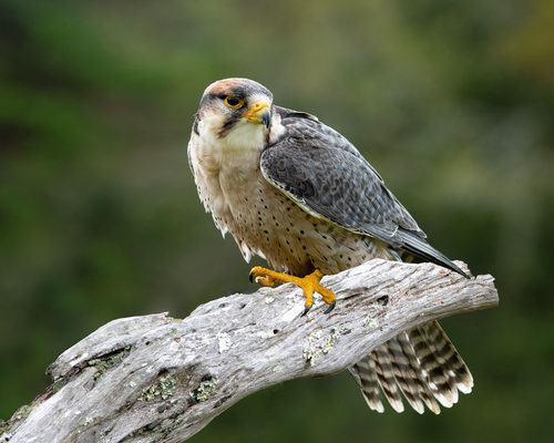 Falconidae