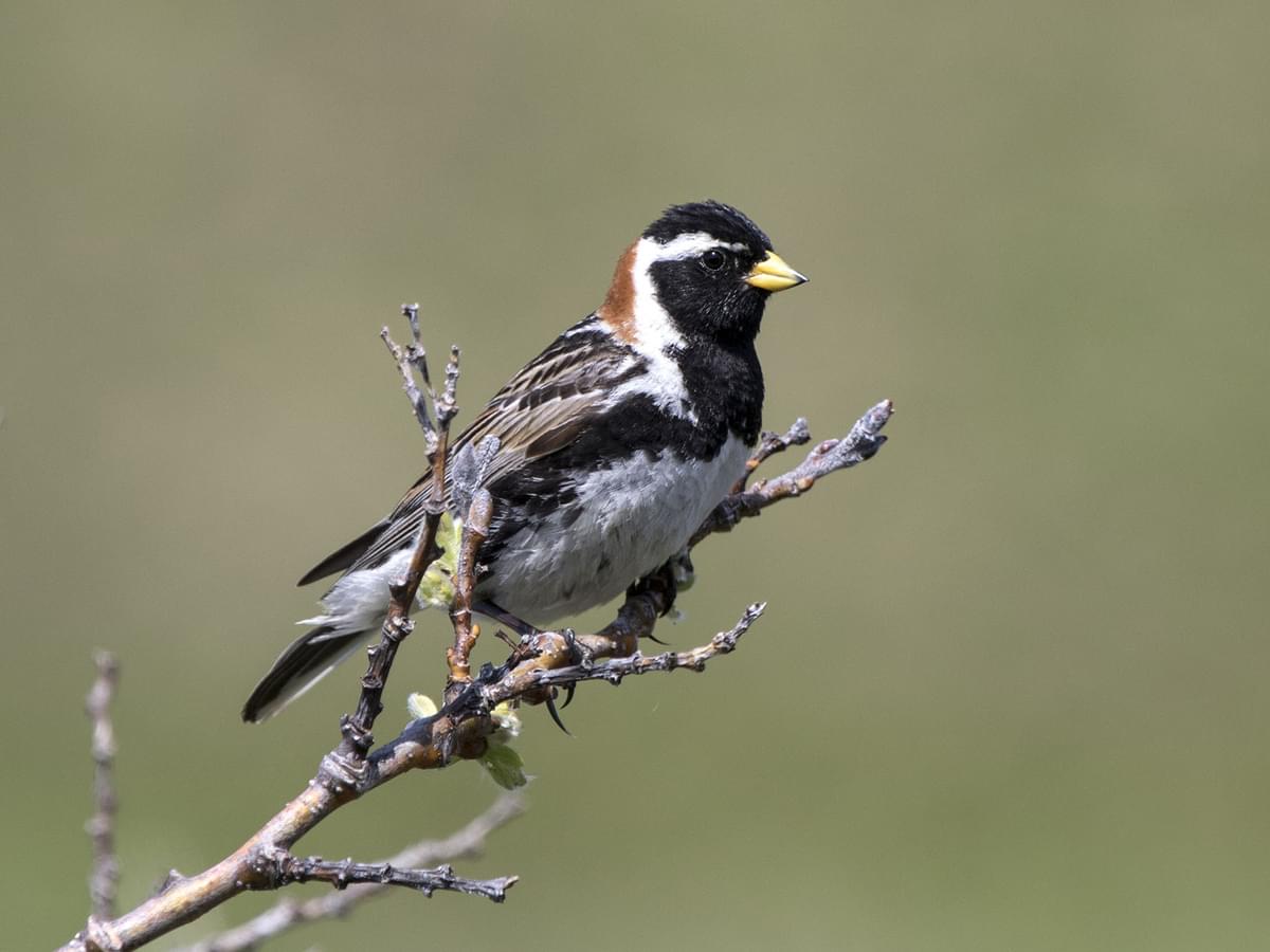 Lapland Bunting (male) perched on a branch