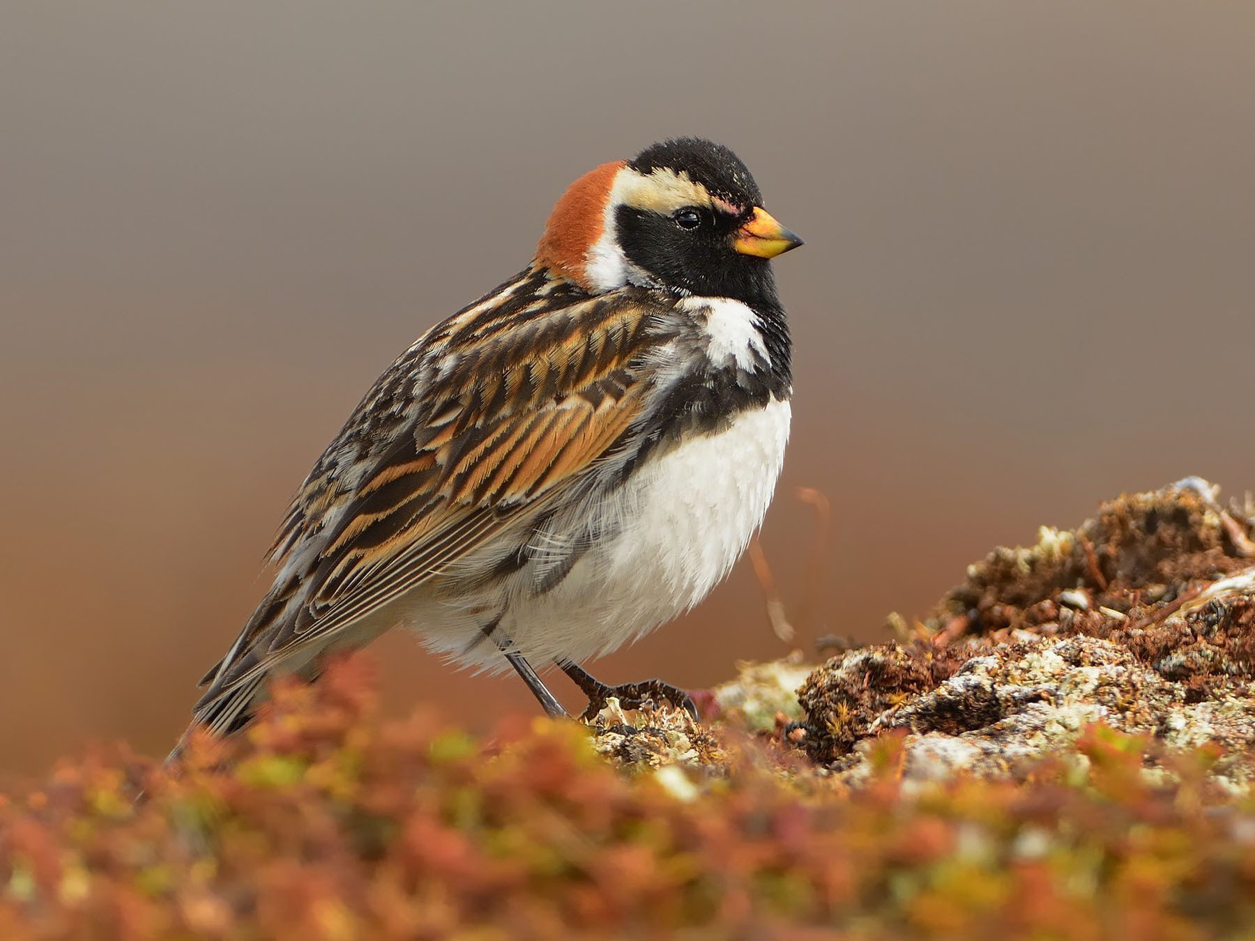 Lapland Longspur