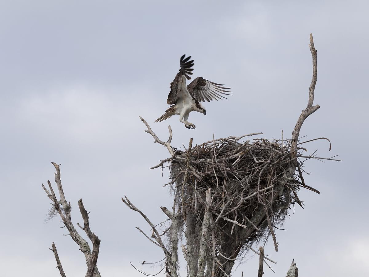Osprey Nesting (All You Need To Know) | Birdfact