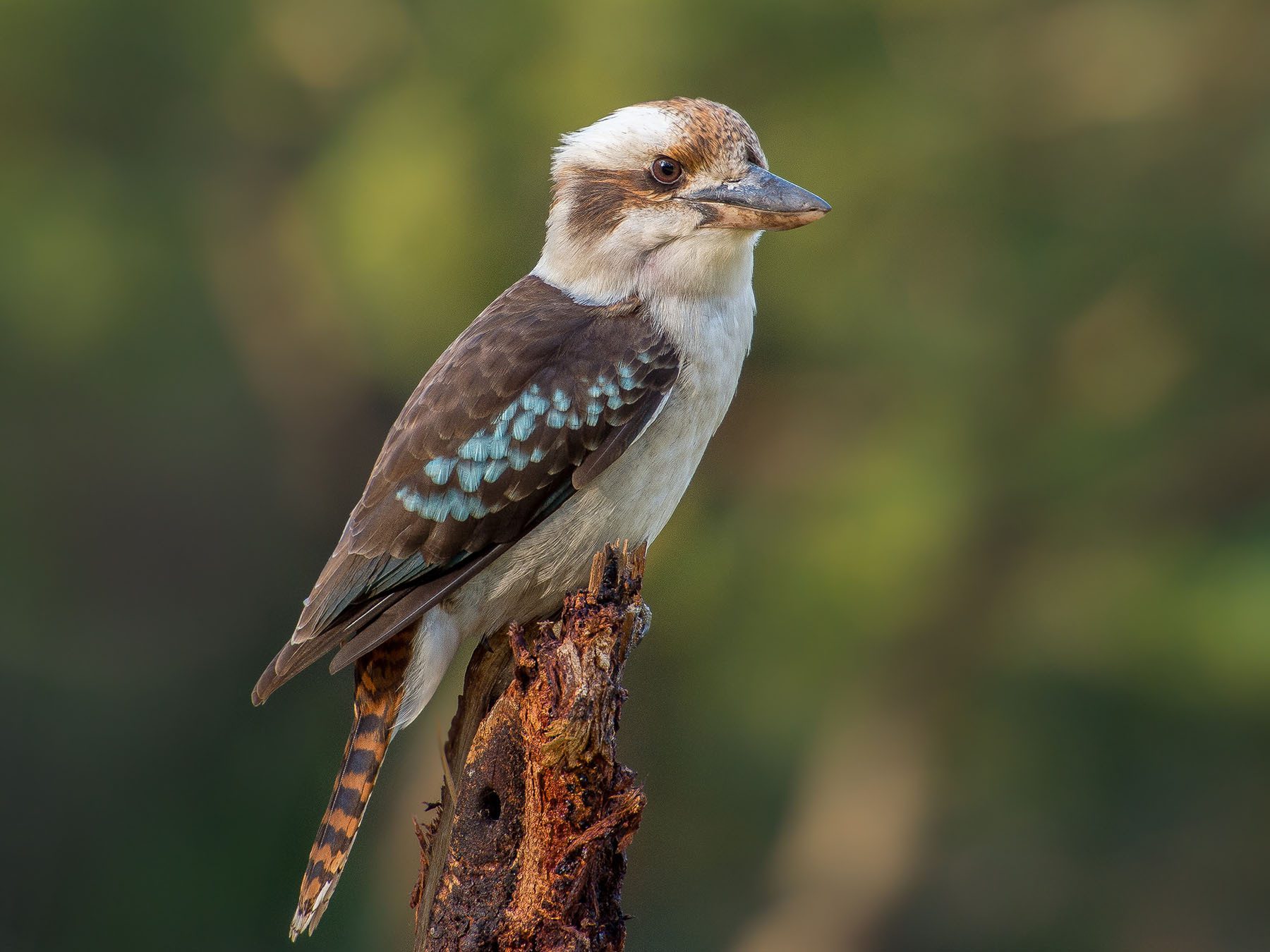 Laughing Kookaburra