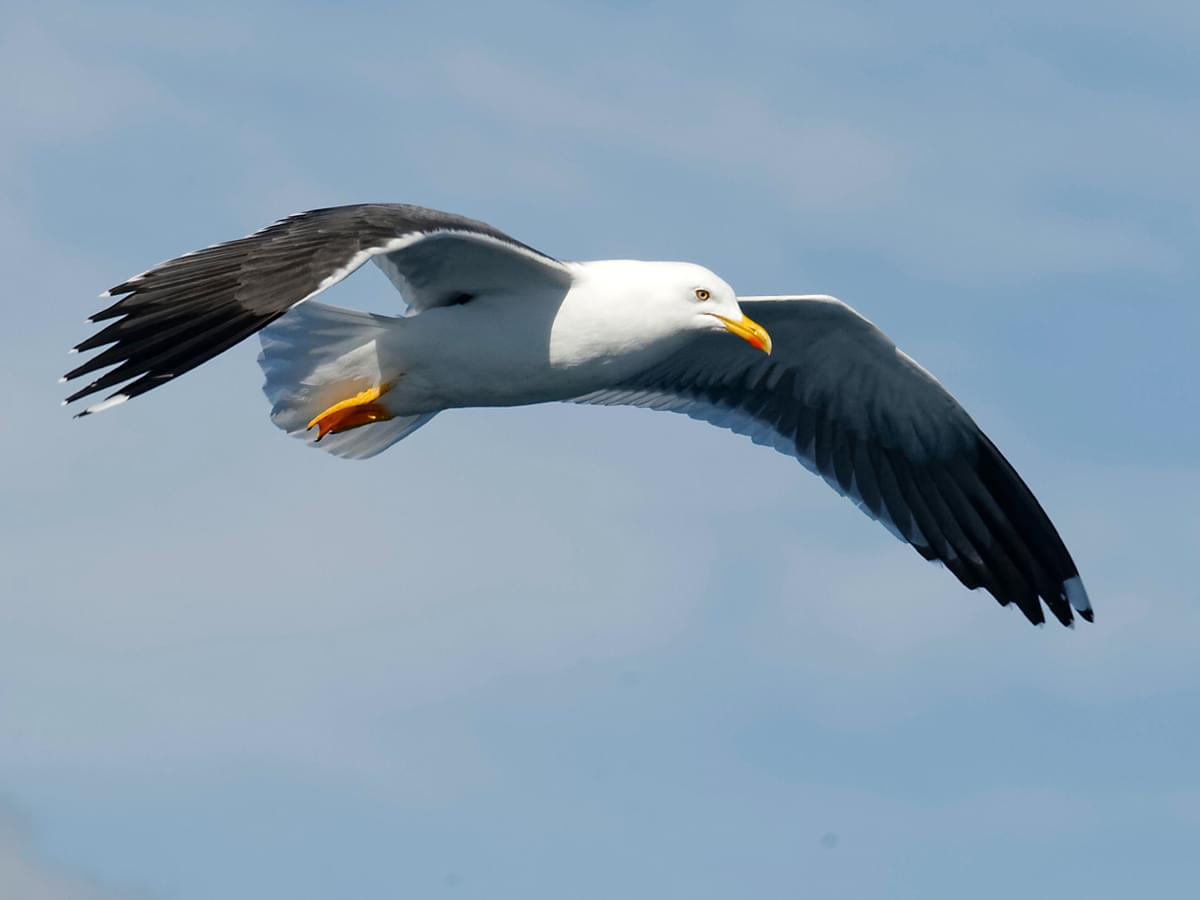 Lesser Black-Backed Gull in-flight over the sea