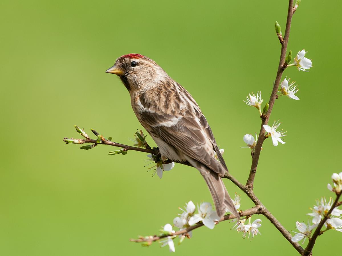 Lesser Redpoll on a blossom twig