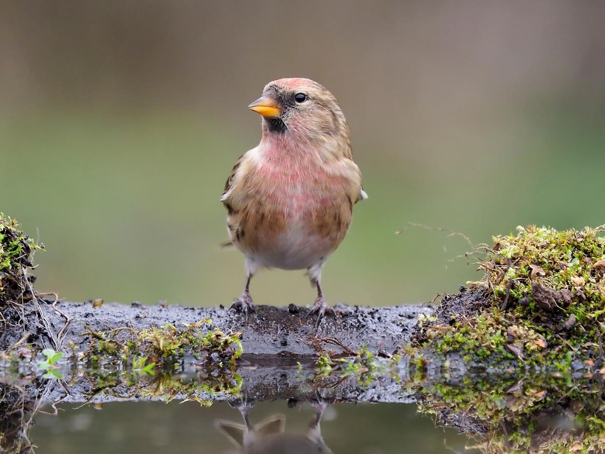 Lesser Redpoll taking a drink of water