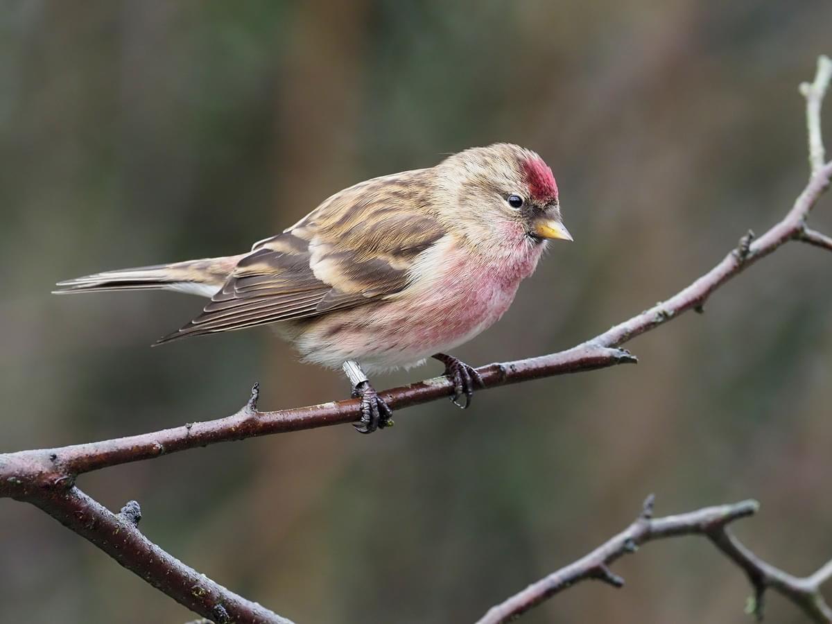 Lesser Redpoll perched on a branch, Warwickshire, UK