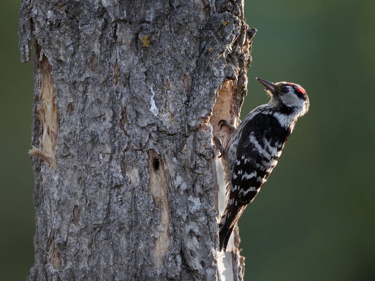 Lesser Spotted Woodpecker up a tree