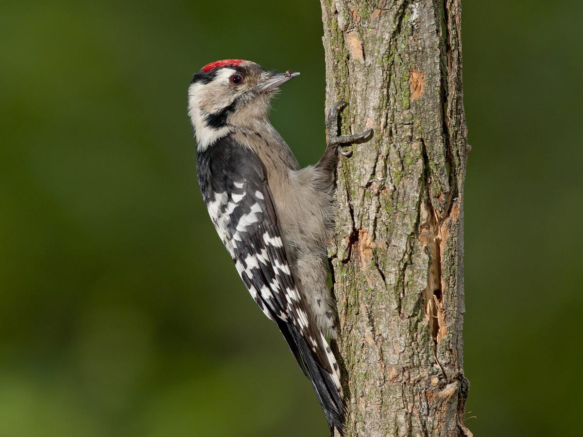 Lesser Spotted Woodpecker perched on a tree